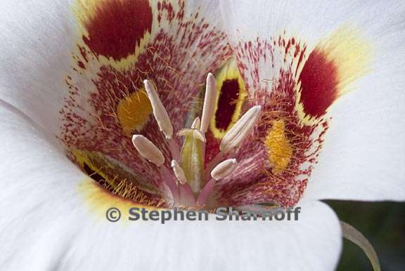 calochortus venustus 11 graphic